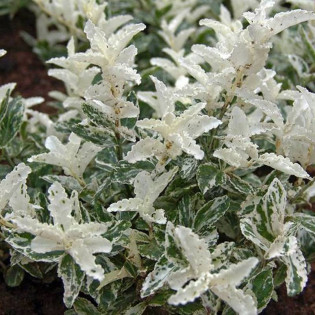 Trzmielina Fortune'a Harlequin Euonymus fortunei