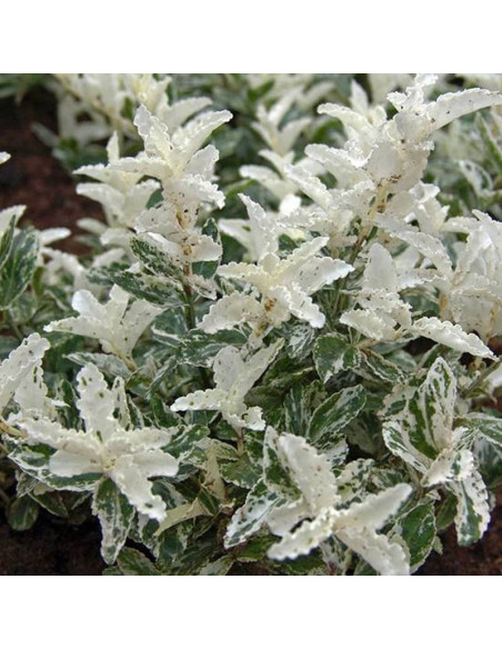 Trzmielina Fortune'a Harlequin Euonymus fortunei