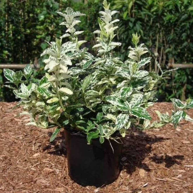 Euonymus fortunei Trzmielina Fortune'a Harlequin