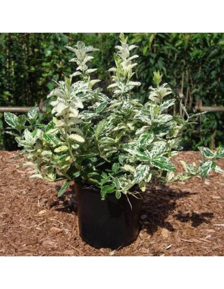 Euonymus fortunei Trzmielina Fortune'a Harlequin