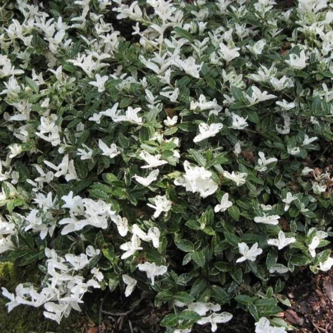 Harlequin Euonymus fortunei Trzmielina Fortune'a