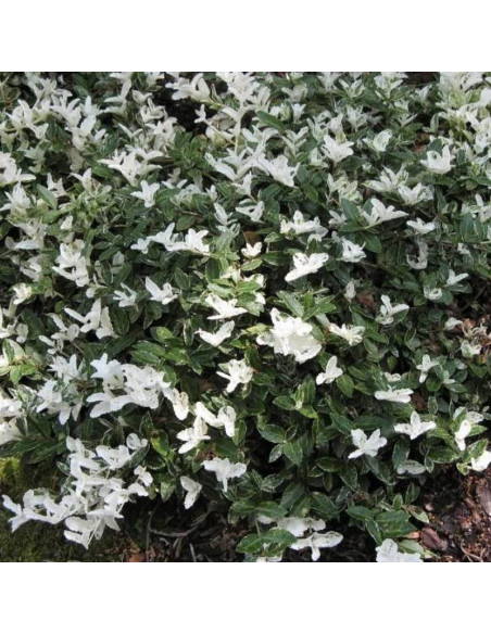 Harlequin Euonymus fortunei Trzmielina Fortune'a