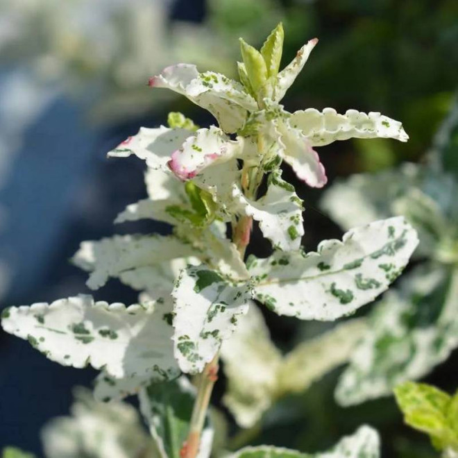 Trzmielina Fortune'a Euonymus fortunei Harlequin