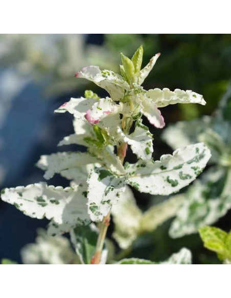 Trzmielina Fortune'a Euonymus fortunei Harlequin