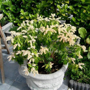 Pieris japonica Pieris japoński Sarabande 2