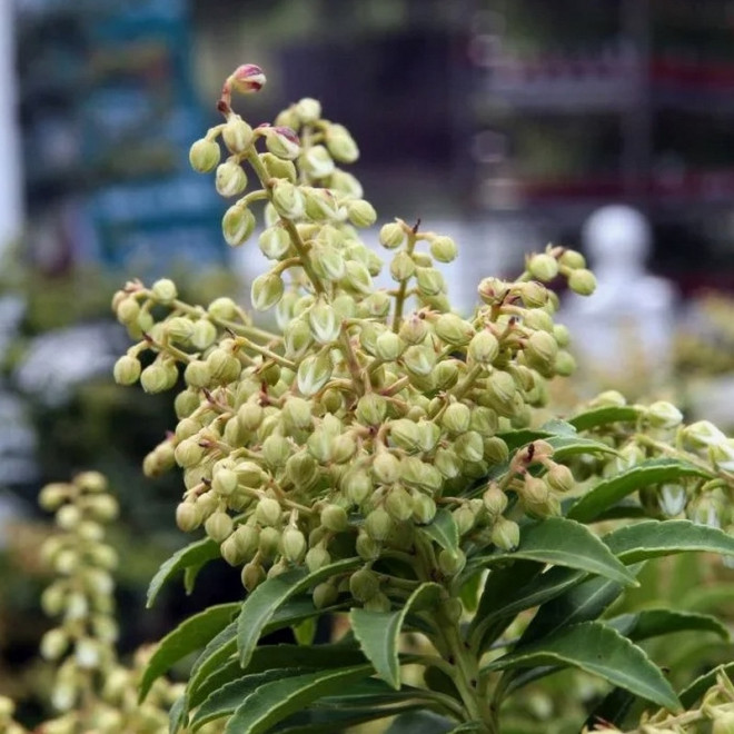 Pieris japonica Pieris japoński Sarabande