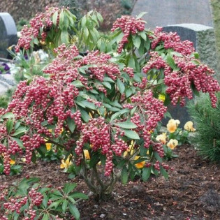 Pieris japoński Valley Valentine Pieris japonica
