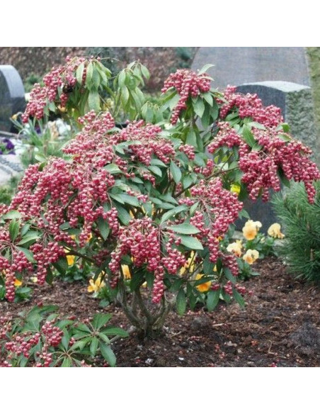 Pieris japoński Valley Valentine Pieris japonica