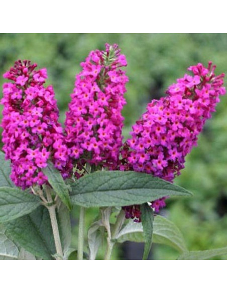 Buddleja davidii Budleja Davida Summer Beauty
