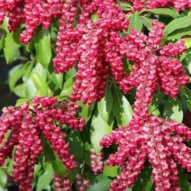 Pieris japonica Pieris japoński Valley Valentine