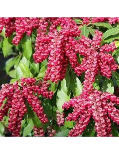 Pieris japonica Pieris japoński Valley Valentine