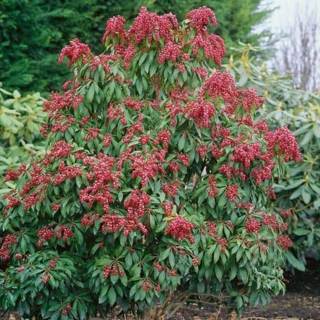 Valley Valentine Pieris japoński Pieris japonica