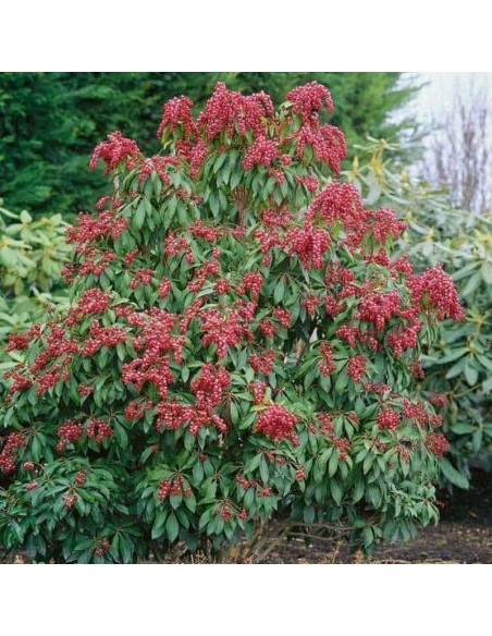 Valley Valentine Pieris japoński Pieris japonica