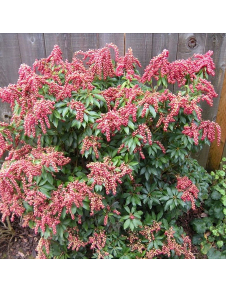 Pieris japonica Pieris japoński Valley Valentine