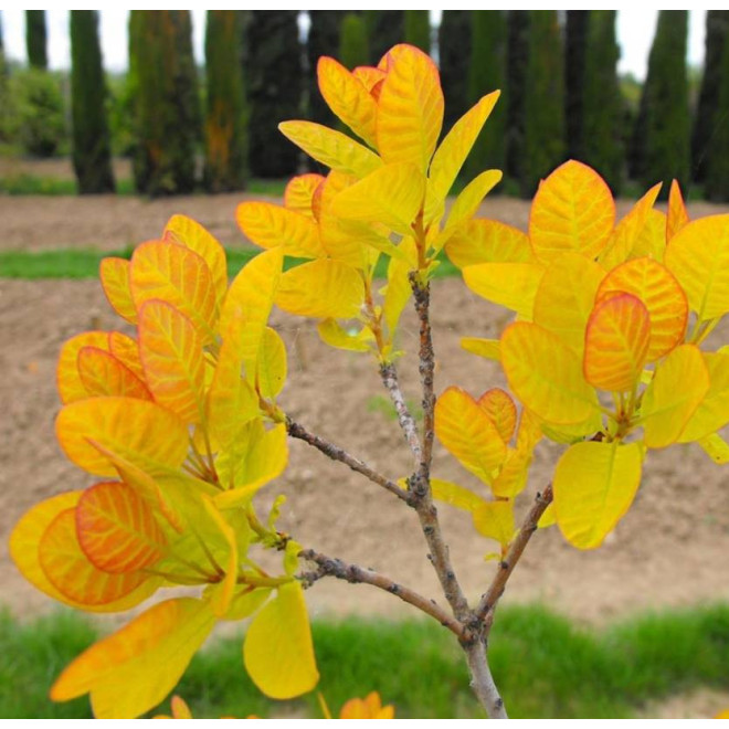 Perukowiec podolski Cotinus coggygria Golden Lady PBR