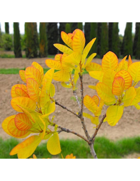 Perukowiec podolski Cotinus coggygria Golden Lady PBR