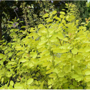 Cotinus coggygria Perukowiec podolski Golden Lady PBR