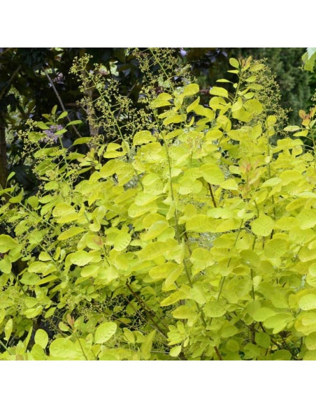 Cotinus coggygria Perukowiec podolski Golden Lady PBR