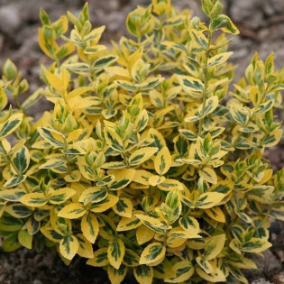 Trzmielina Fortune'a Emerald Gold Euonymus fortunei