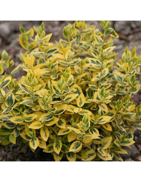 Trzmielina Fortune'a Emerald Gold Euonymus fortunei