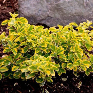 Trzmielina Fortune'a Emerald Gold Euonymus fortunei 2