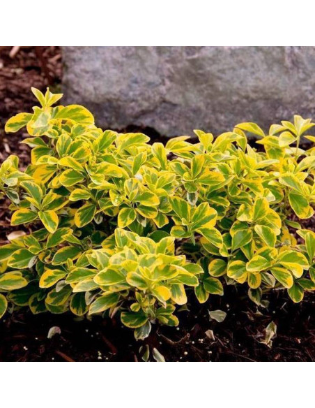 Euonymus fortunei Trzmielina Fortune'a Emerald Gold