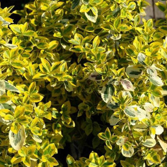 Trzmielina Fortune'a Euonymus fortunei Emerald Gold