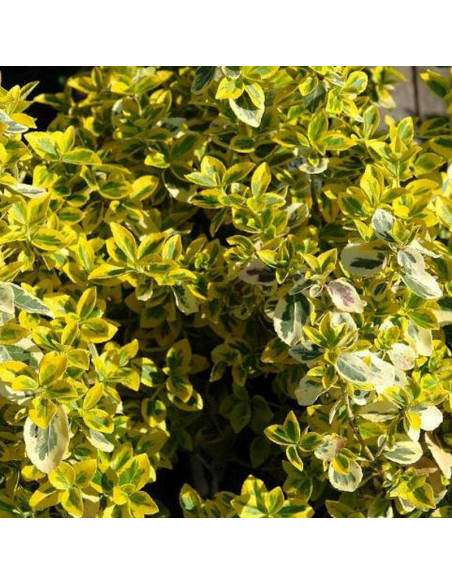 Trzmielina Fortune'a Euonymus fortunei Emerald Gold