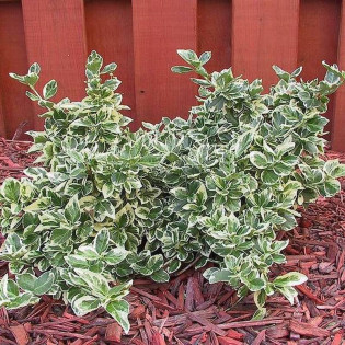 Euonymus fortunei Trzmielina Fortune'a Emerald Gaiety 2