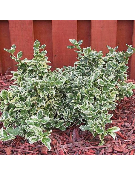 Trzmielina Fortune'a Emerald Gaiety Euonymus fortunei