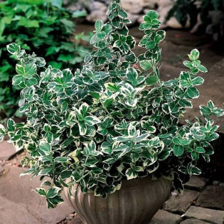Euonymus fortunei Trzmielina Fortune'a Emerald Gaiety