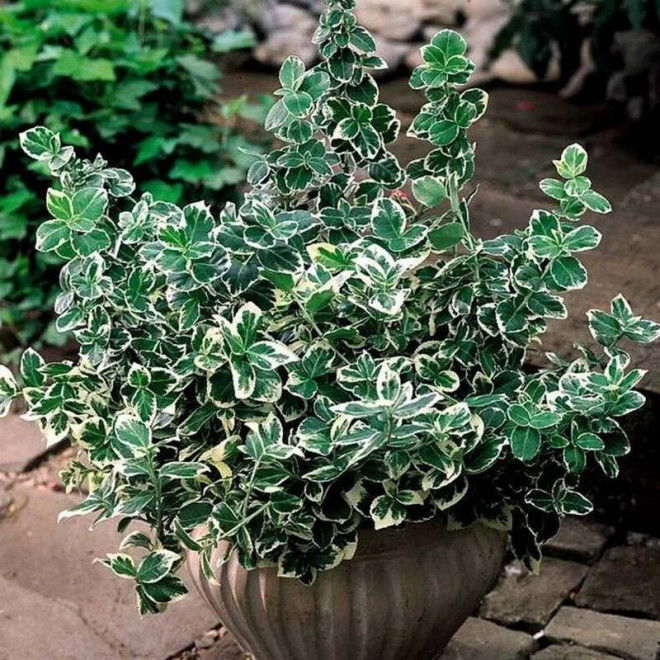 Euonymus fortunei Trzmielina Fortune'a Emerald Gaiety