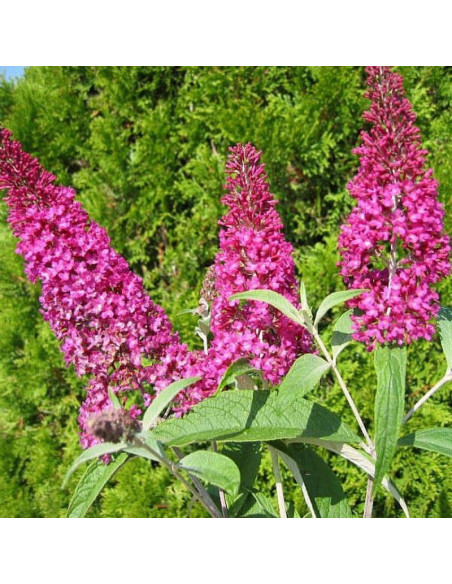 Budleja Davida Summer Beauty Buddleja davidii