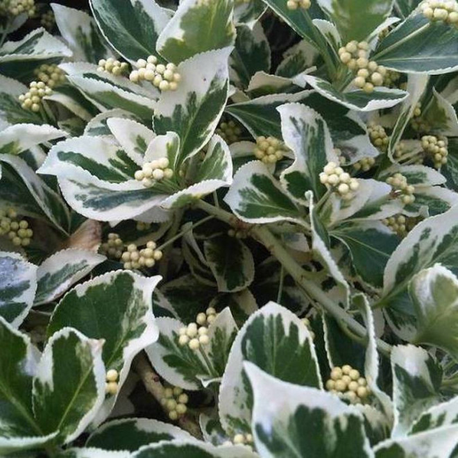 Emerald Gaiety Euonymus fortunei Trzmielina Fortune'a