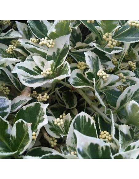 Emerald Gaiety Euonymus fortunei Trzmielina Fortune'a