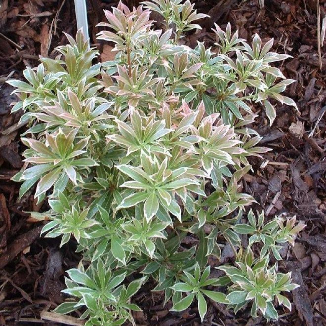 Variegata Pieris japoński Pieris japonica