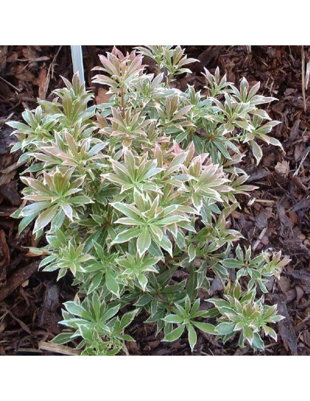 Variegata Pieris japoński Pieris japonica