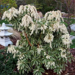 Pieris japonica Pieris japoński Variegata