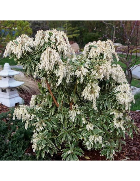 Pieris japonica Pieris japoński Variegata