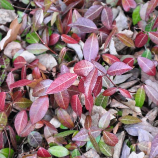 Trzmielina Fortune'a Euonymus fortunei Coloratus