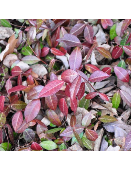 Trzmielina Fortune'a Euonymus fortunei Coloratus