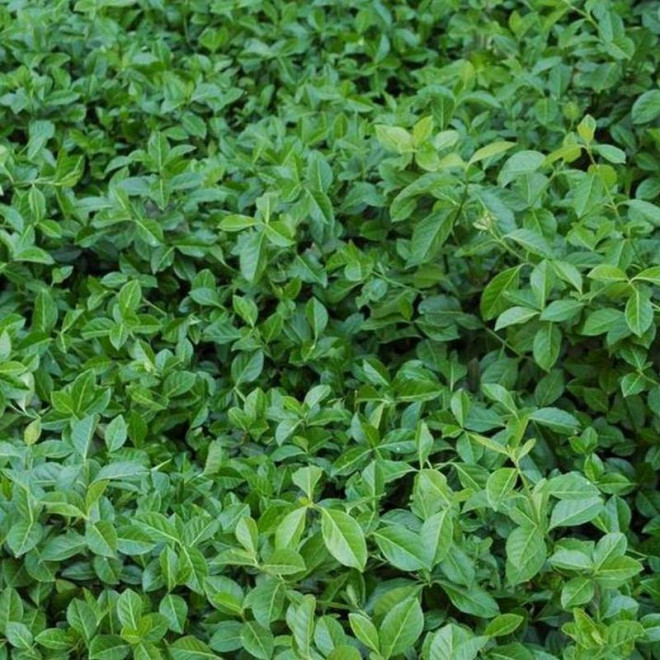 Coloratus Euonymus fortunei Trzmielina Fortune'a