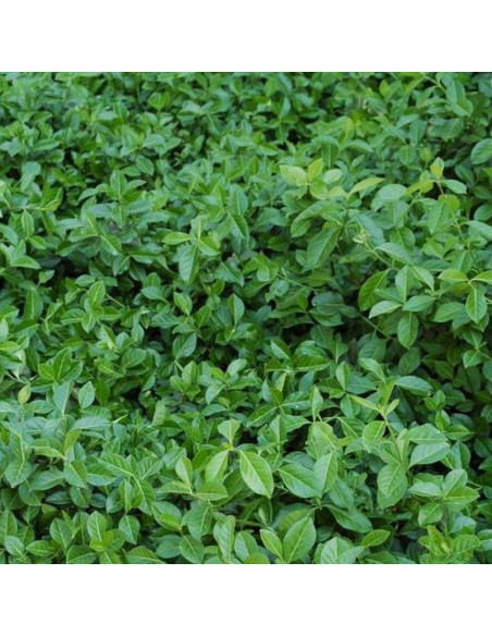 Coloratus Euonymus fortunei Trzmielina Fortune'a