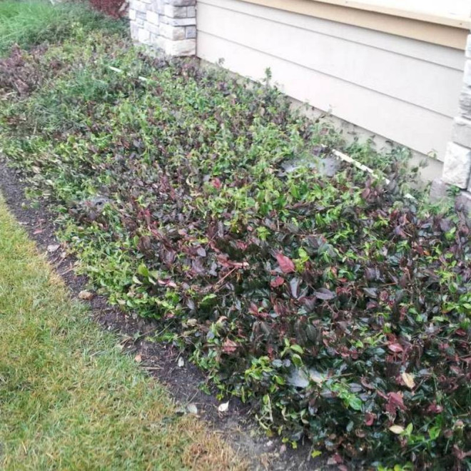 Trzmielina Fortune'a Coloratus Euonymus fortunei