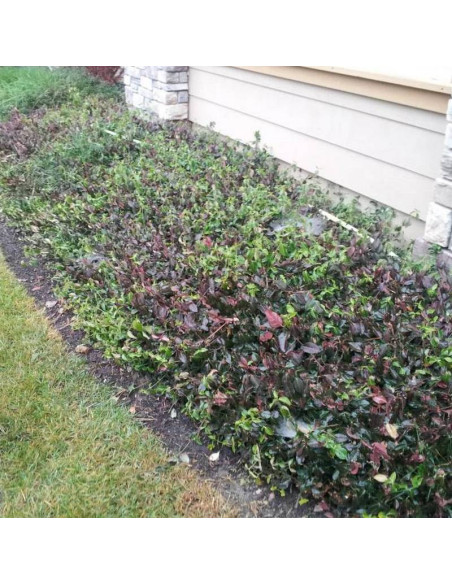 Trzmielina Fortune'a Coloratus Euonymus fortunei