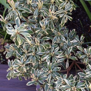 Pieris japonica Pieris japoński White Rim 2