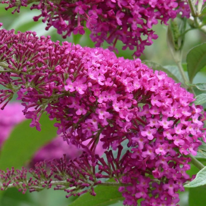 Summer Beauty Budleja Davida Buddleja davidii