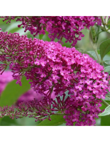 Summer Beauty Budleja Davida Buddleja davidii