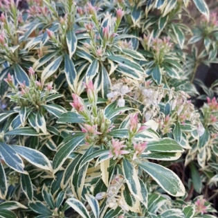 Pieris japonica Pieris japoński White Rim