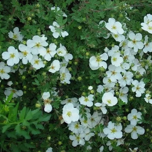 Potentilla alba Pięciornik biały 2